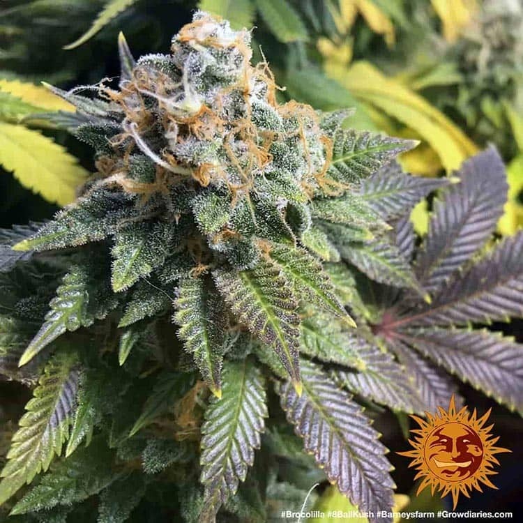 Blue Balls Kush