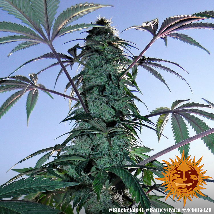 Barney's Farm - Blue Gelato 41 (fem.)