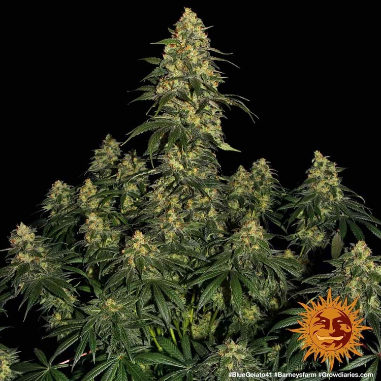 Barney's Farm - Blue Gelato 41 (fem.)