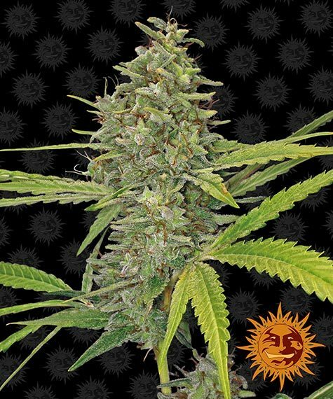 Barney's Farm - G13 Haze (fem.)