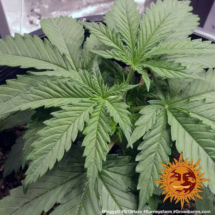 Barney's Farm - G13 Haze (fem.)