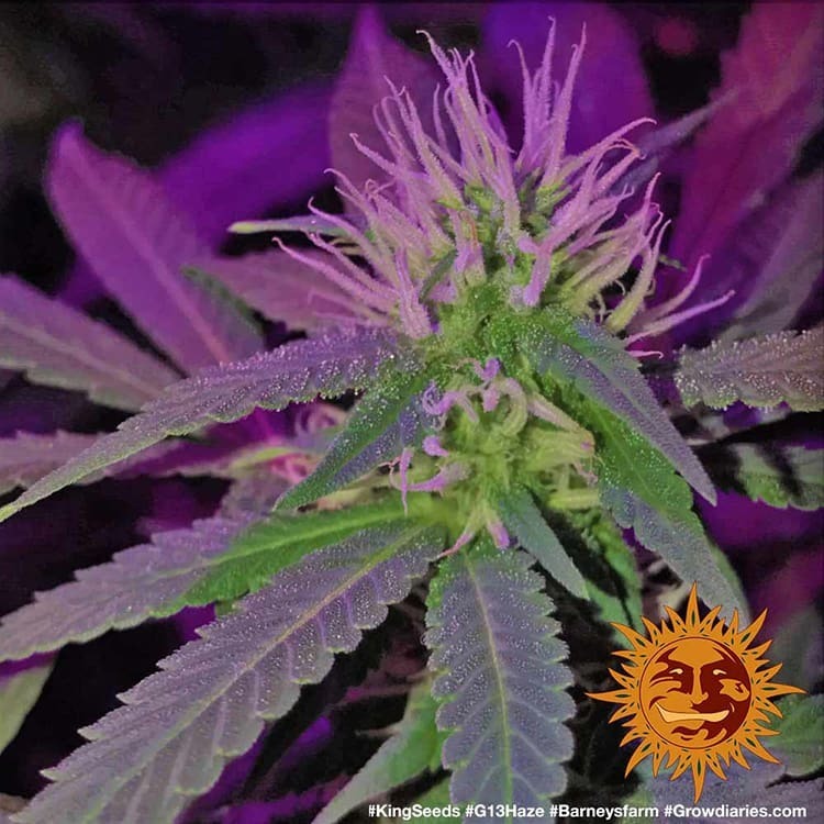 Barney's Farm - G13 Haze (fem.)
