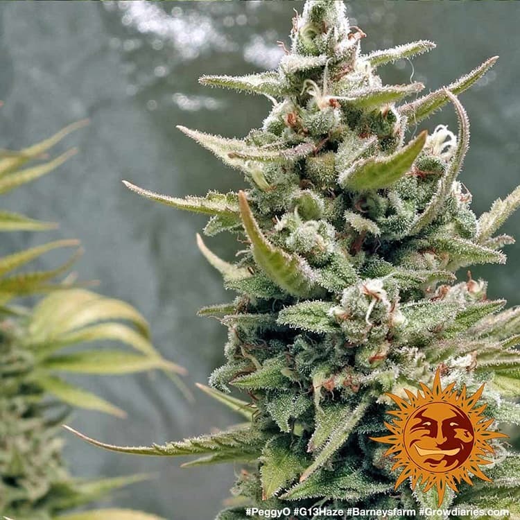 Barney's Farm - G13 Haze (fem.)