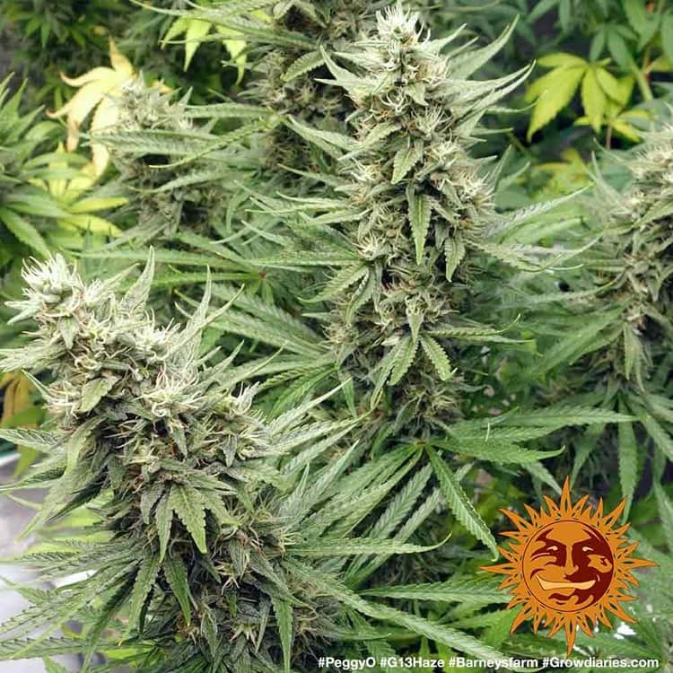 Barney's Farm - G13 Haze (fem.)