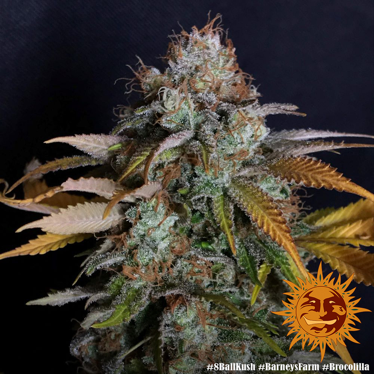 Barney's Farm - 8 Ball Kush (fem.)