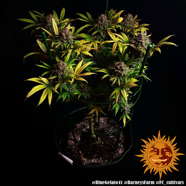 Barney's Farm - Blue Gelato 41 (fem.)
