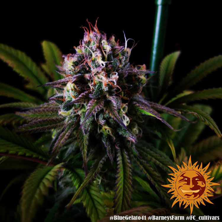 Barney's Farm - Blue Gelato 41 (fem.)