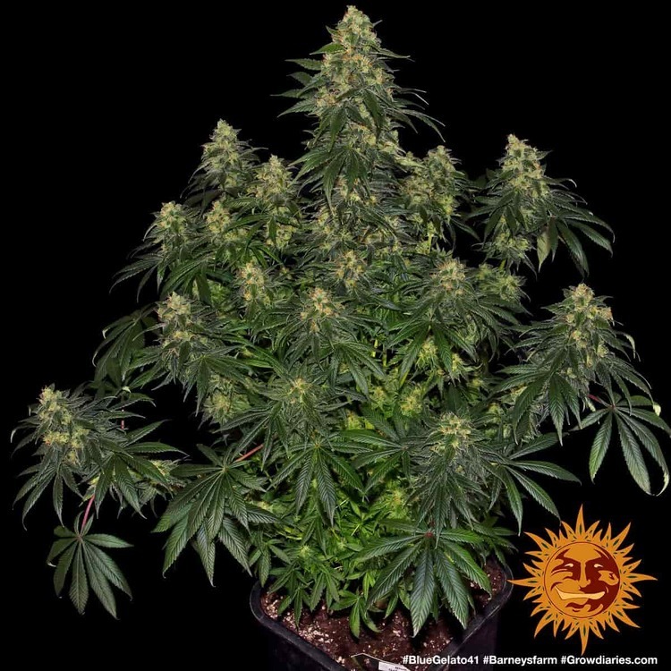 Barney's Farm - Blue Gelato 41 (fem.)