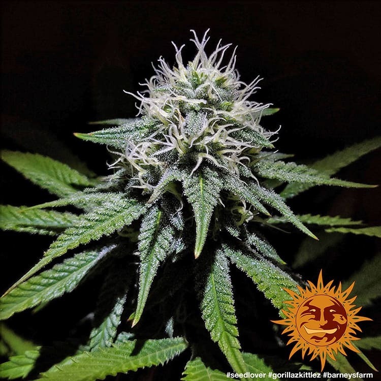 Barney's Farm - Gorilla Zkittlez (fem.)