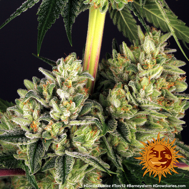 Barney's Farm - Gorilla Zkittlez (fem.)
