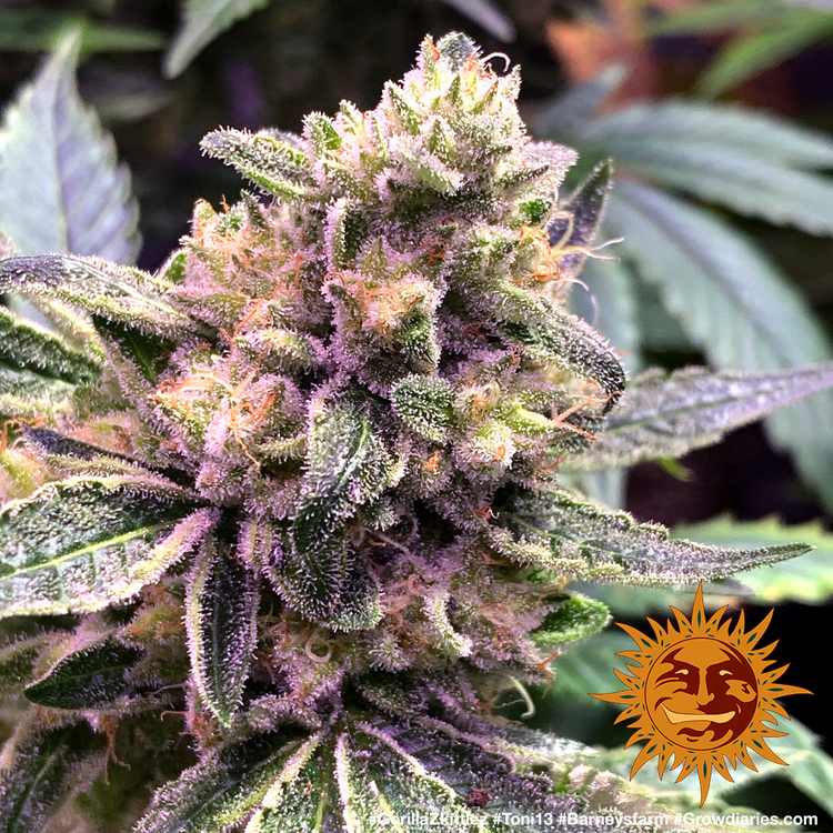 Barney's Farm - Gorilla Zkittlez (fem.)