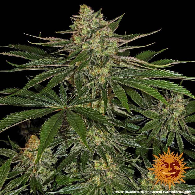 Barney's Farm - Gorilla Zkittlez (fem.)