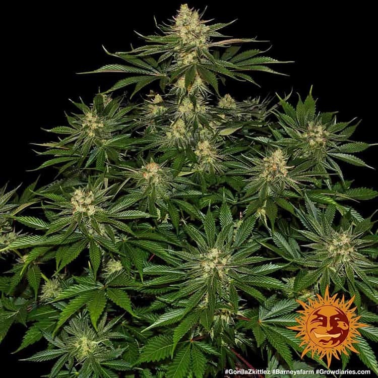 Barney's Farm - Gorilla Zkittlez (fem.)