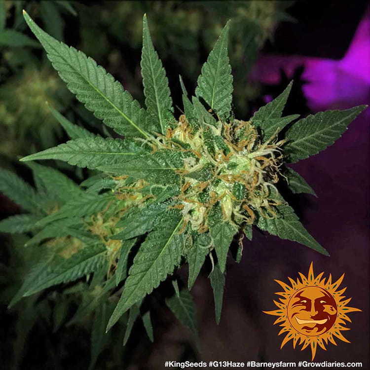 Barney's Farm - G13 Haze (fem.)