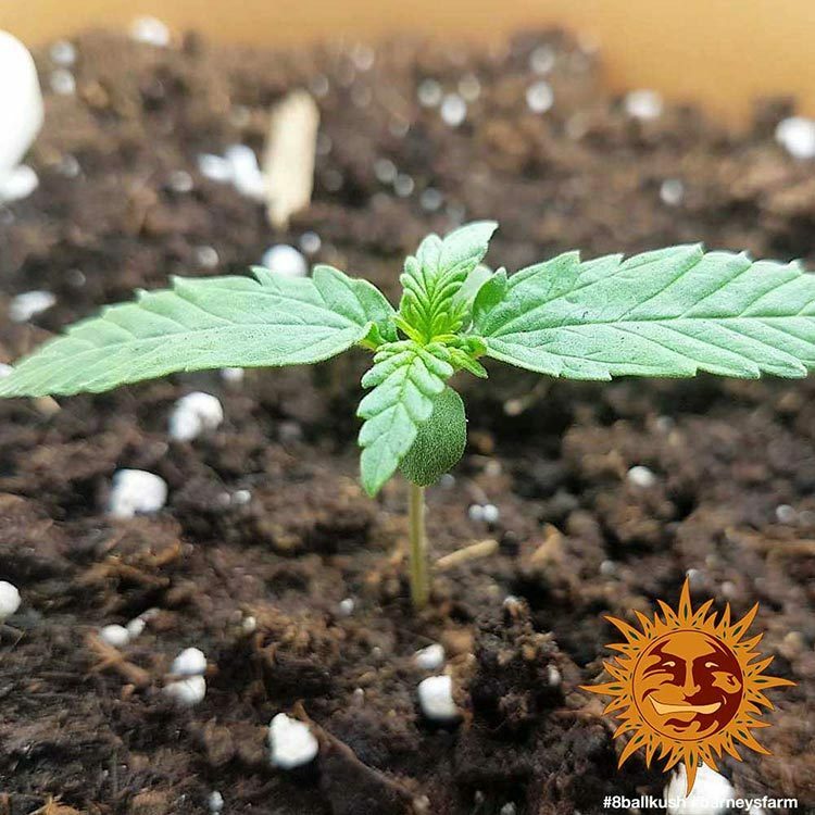 Barney's Farm - 8 Ball Kush (fem.)