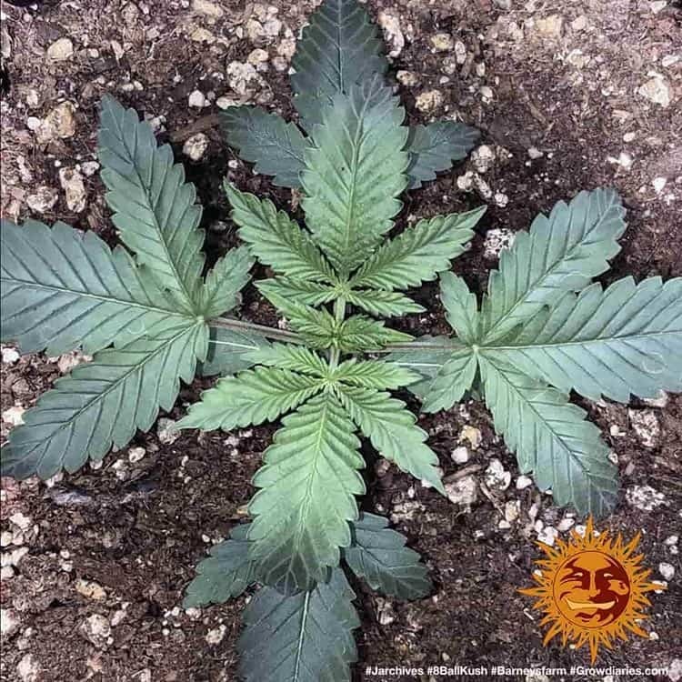 Barney's Farm - 8 Ball Kush (fem.)