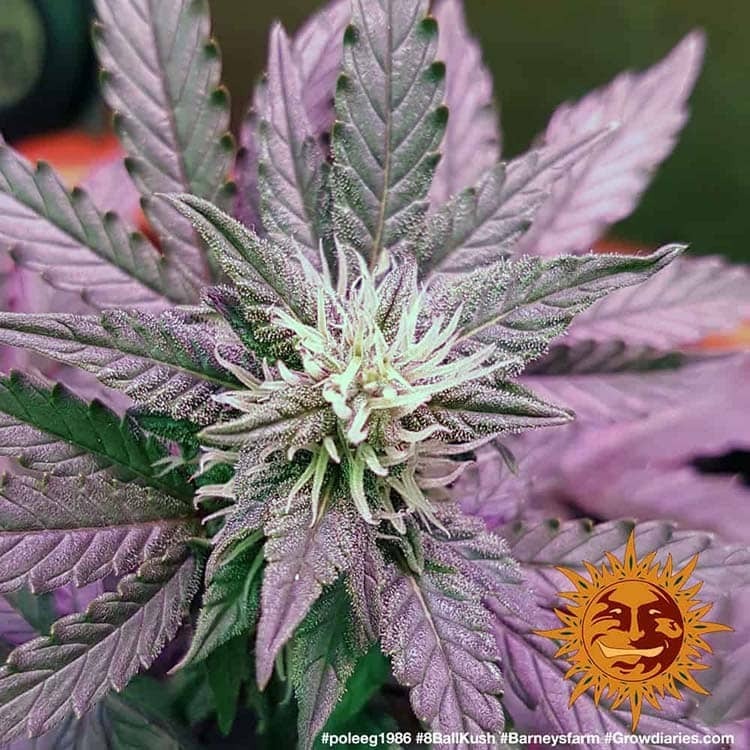 Barney's Farm - 8 Ball Kush (fem.)