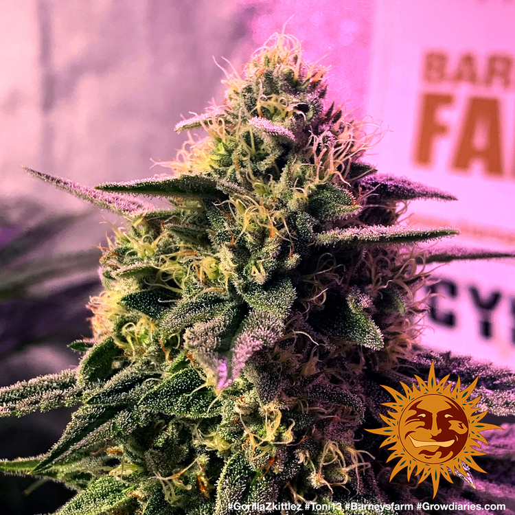 Barney's Farm - Gorilla Zkittlez (fem.)
