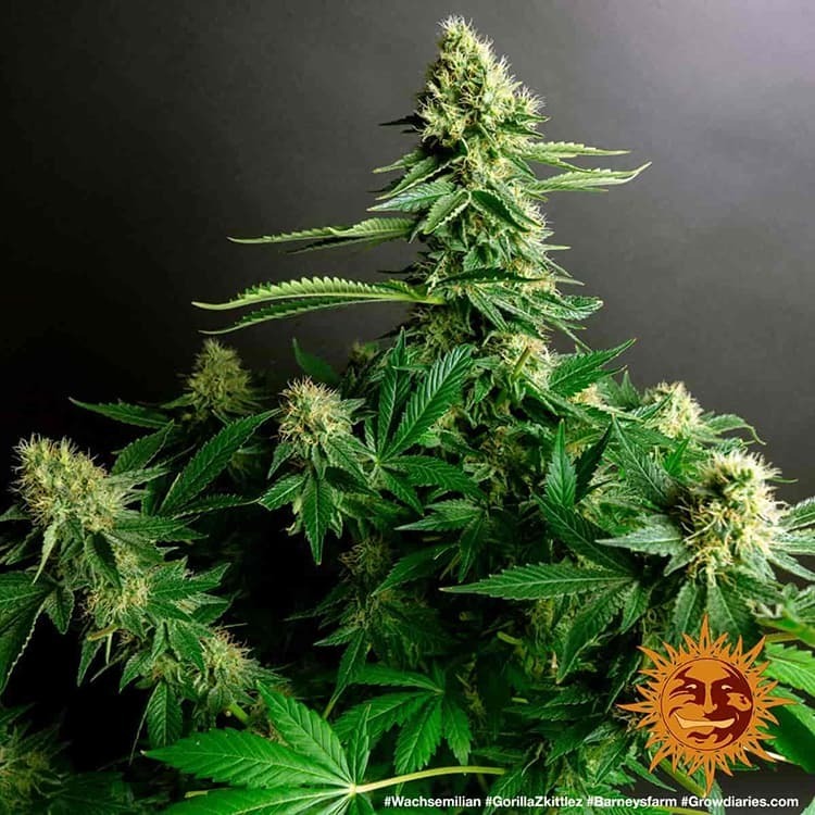 Barney's Farm - Gorilla Zkittlez (fem.)