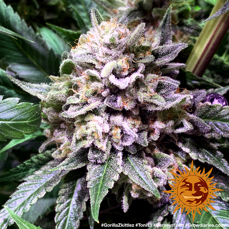 Barney's Farm - Gorilla Zkittlez (fem.)