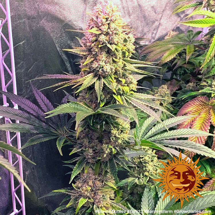 Barney's Farm - Gorilla Zkittlez (fem.)