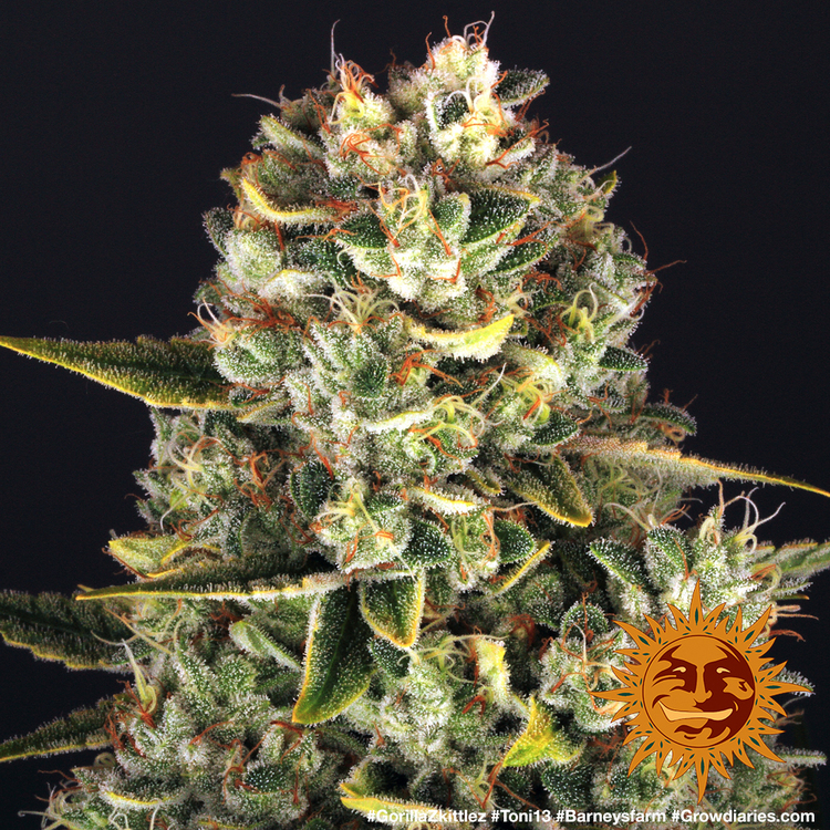 Barney's Farm - Gorilla Zkittlez (fem.)