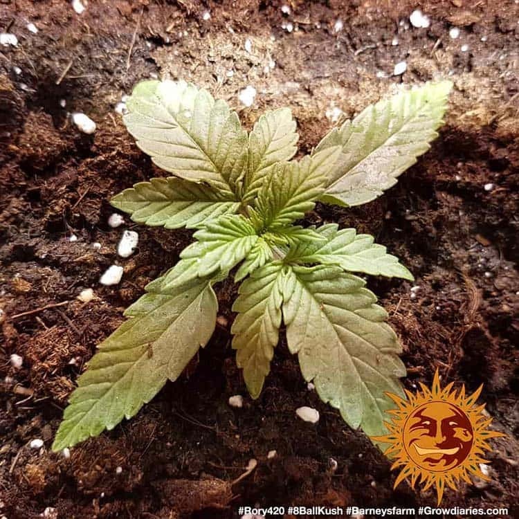 Barney's Farm - 8 Ball Kush (fem.)