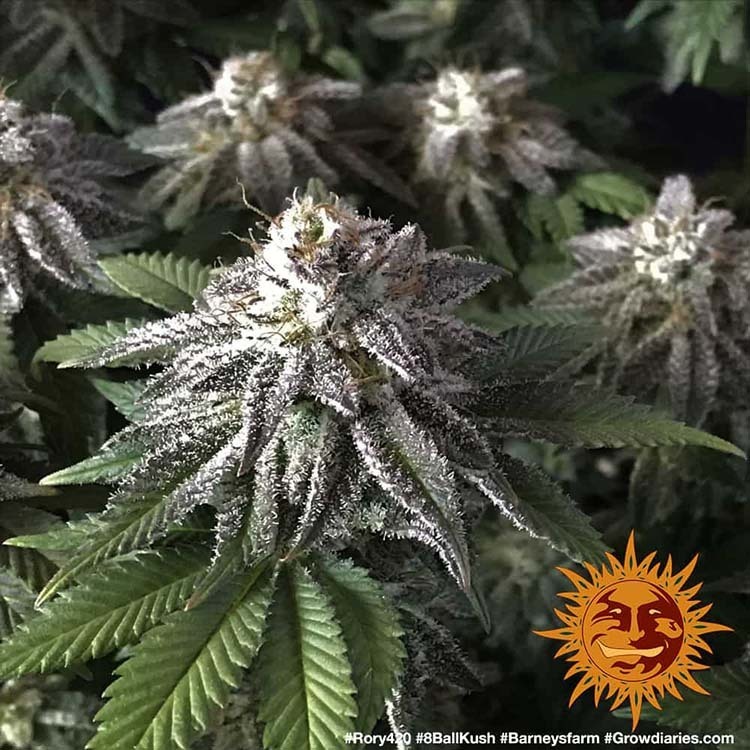 Barney's Farm - 8 Ball Kush (fem.)