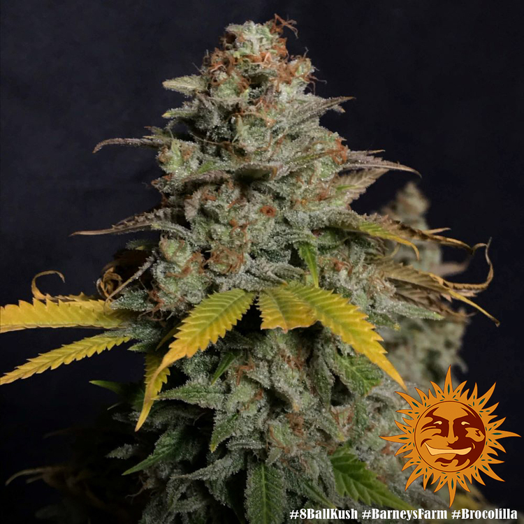 Barney's Farm - 8 Ball Kush (fem.)