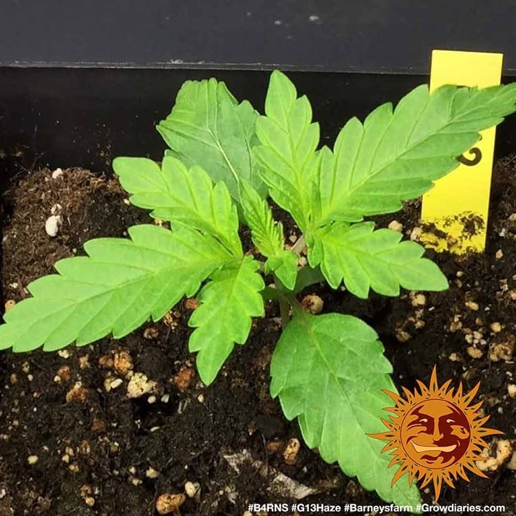 Barney's Farm - G13 Haze (fem.)