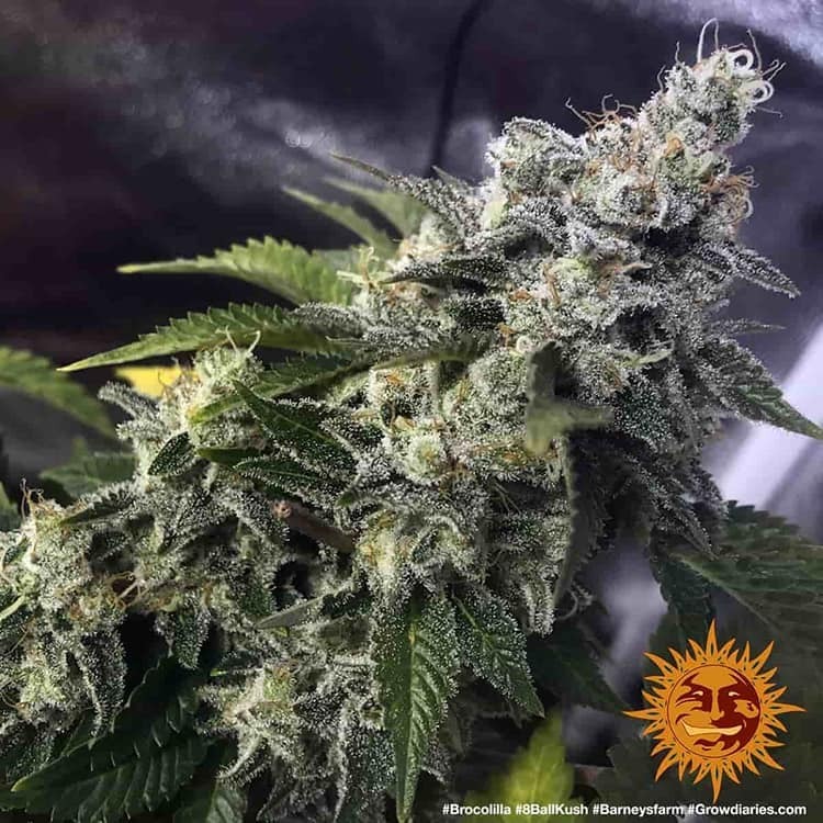 Barney's Farm - 8 Ball Kush (fem.)