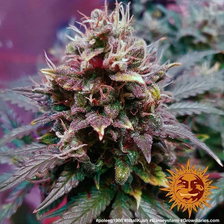 Barney's Farm - 8 Ball Kush (fem.)