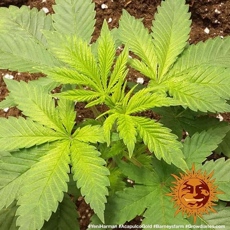 Barney's Farm - Acapulco Gold (fem.)
