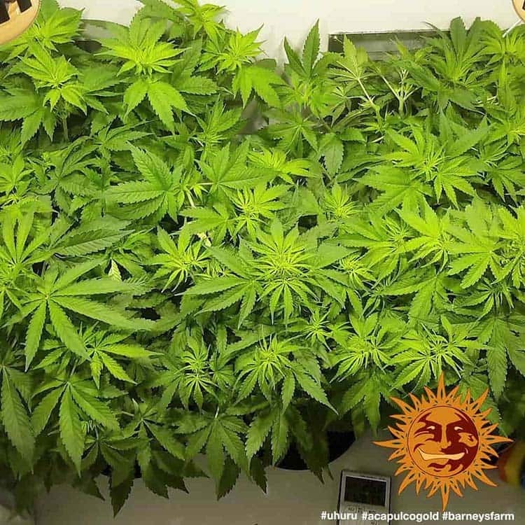 Barney's Farm - Acapulco Gold (fem.)