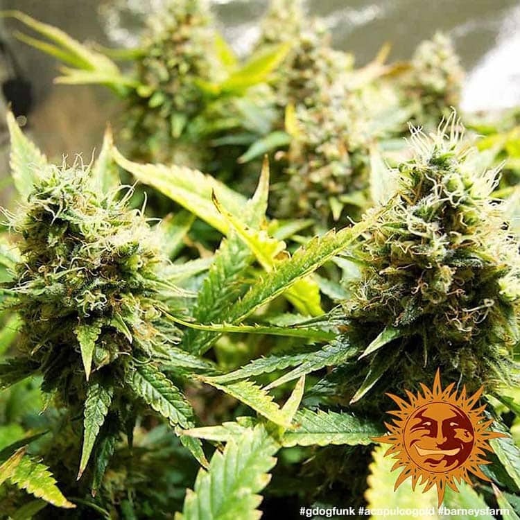 Barney's Farm - Acapulco Gold (fem.)