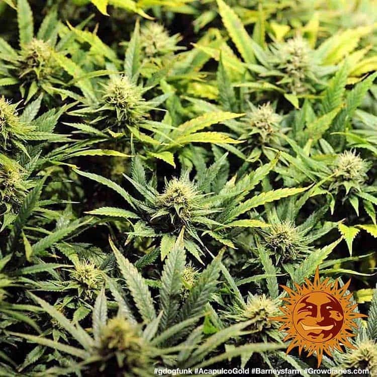 Barney's Farm - Acapulco Gold (fem.)