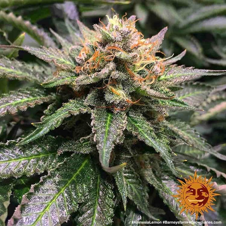 Barney's Farm - Amnesia Lemon (fem.)