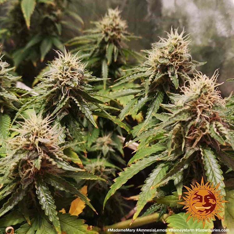 Barney's Farm - Amnesia Lemon (fem.)