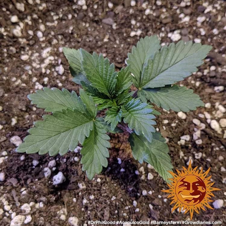 Barney's Farm - Acapulco Gold (fem.)