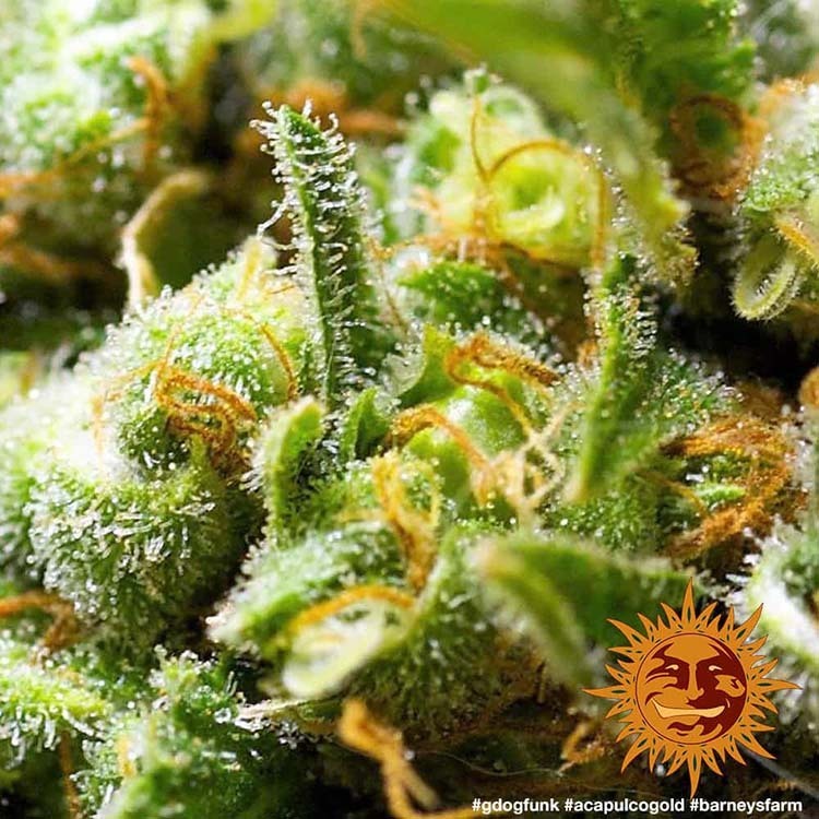 Barney's Farm - Acapulco Gold (fem.)