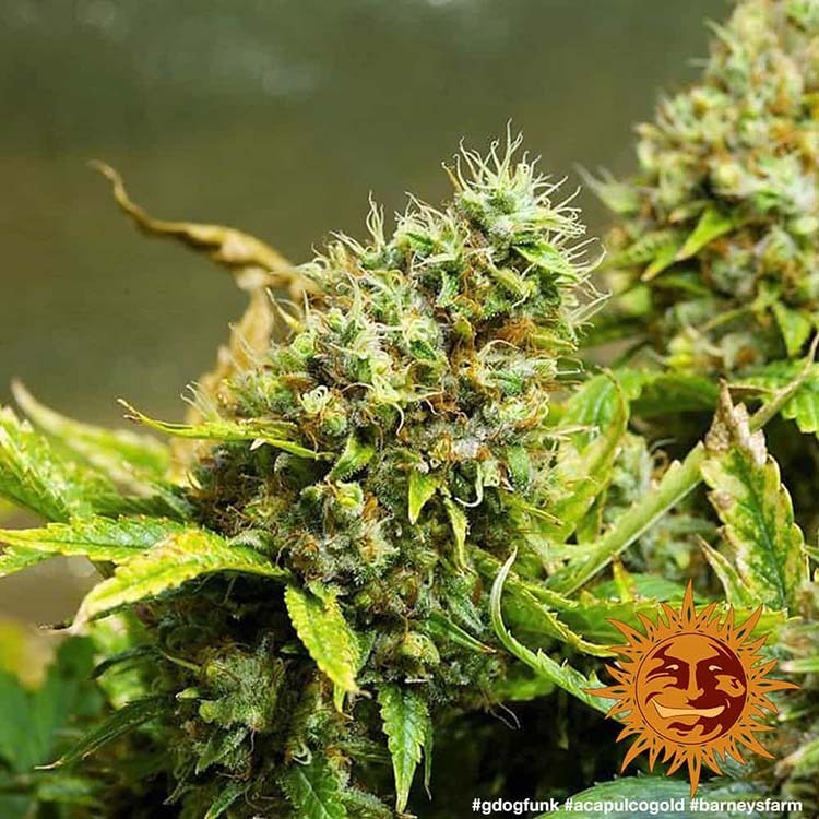 Barney's Farm - Acapulco Gold (fem.)