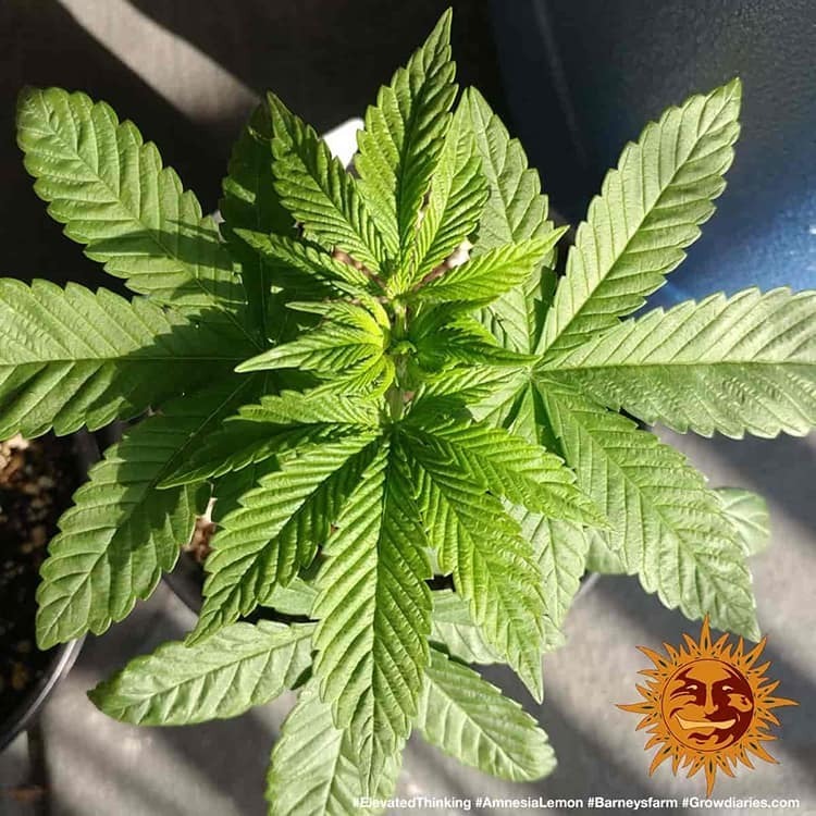 Barney's Farm - Amnesia Lemon (fem.)