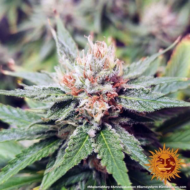 Barney's Farm - Amnesia Lemon (fem.)