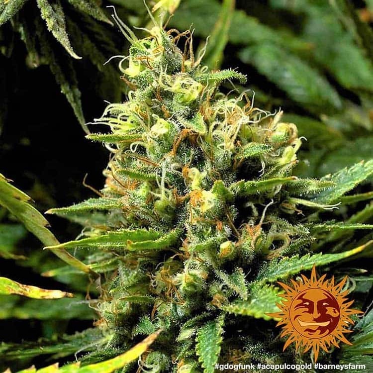 Barney's Farm - Acapulco Gold (fem.)
