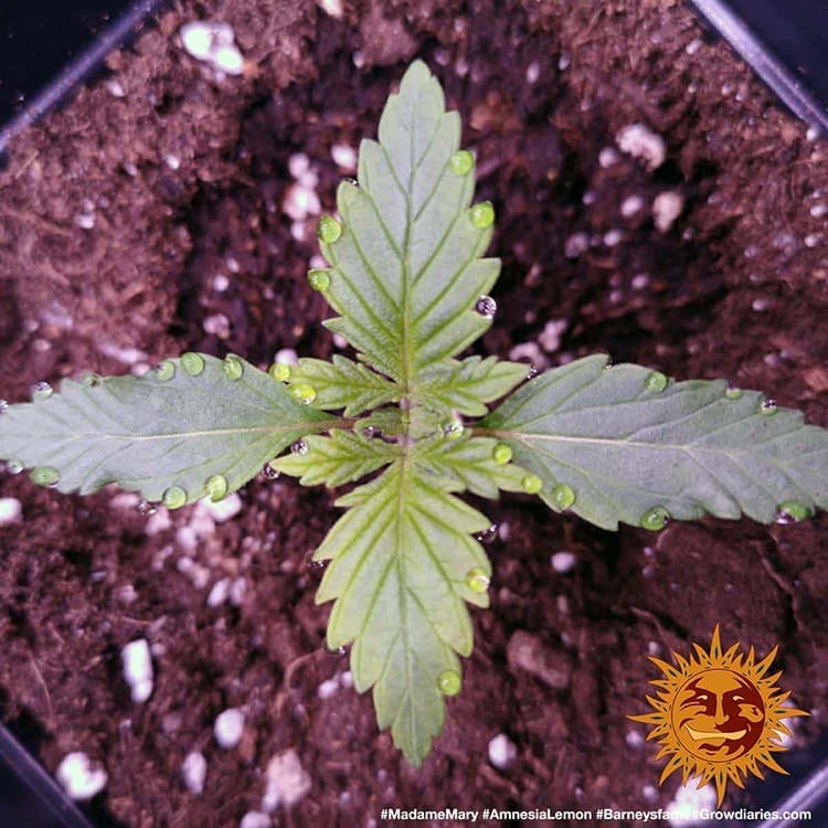 Barney's Farm - Amnesia Lemon (fem.)