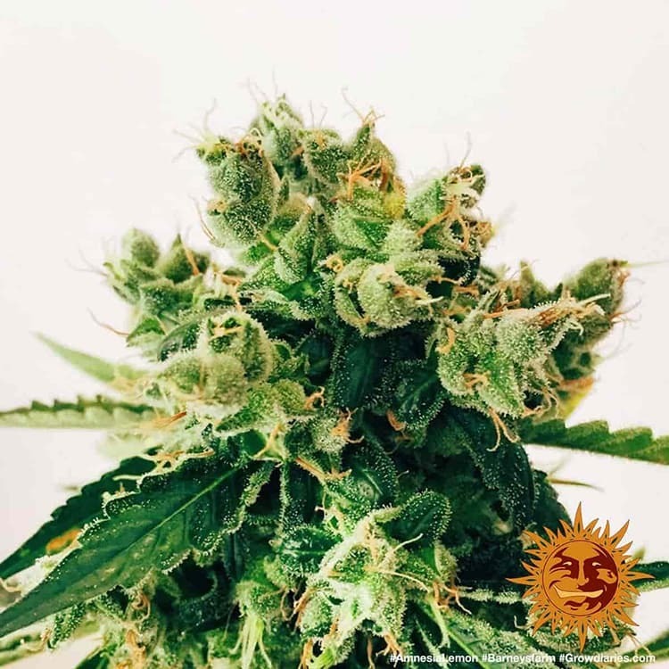 Barney's Farm - Amnesia Lemon (fem.)
