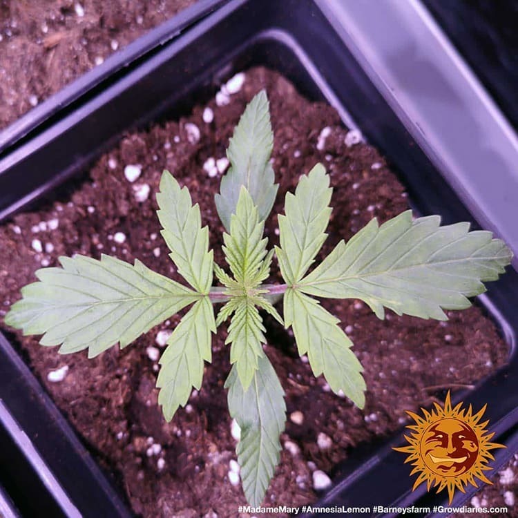 Barney's Farm - Amnesia Lemon (fem.)