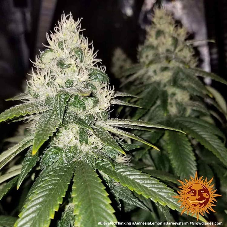 Barney's Farm - Amnesia Lemon (fem.)