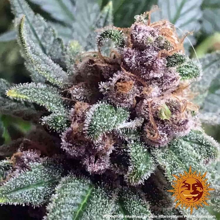 Barney's Farm - Ayahuasca Purple (fem.) Barney's Farm - Ayahuasca Purple (fem.)