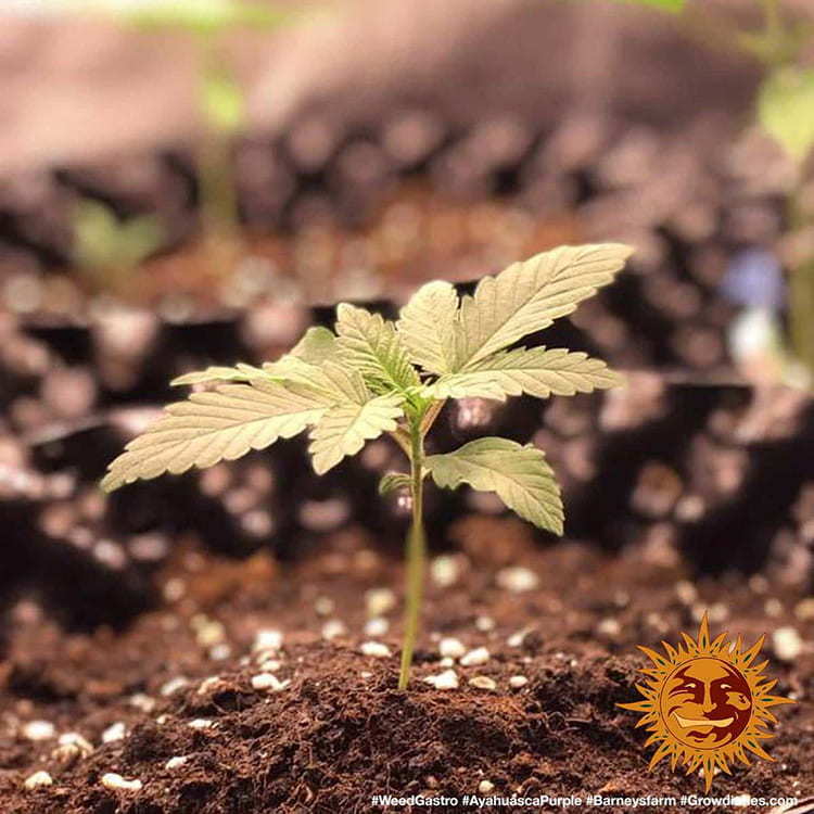 Barney's Farm - Ayahuasca Purple (fem.) Barney's Farm - Ayahuasca Purple (fem.)